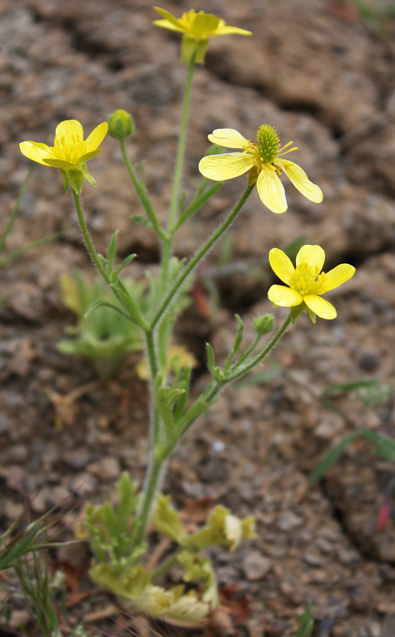 Image of Ranunculus oxyspermus specimen.