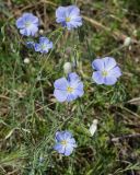 Linum komarovii