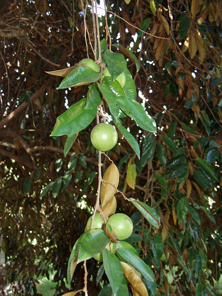 Image of Chrysophyllum cainito specimen.