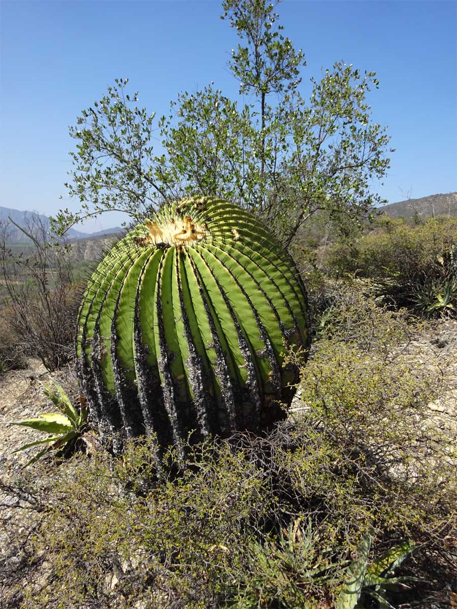 Image of Echinocactus platyacanthus specimen.