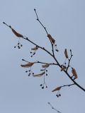 Tilia cordata. Покоящаяся ветвь с прошлогодними соплодиями. Санкт-Петербург, Старый Петергоф, парк \"Сергиевка\". 01.05.2010.