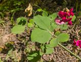 Lathyrus rotundifolius