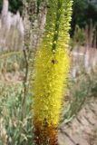 View full-size image Eremurus stenophyllus