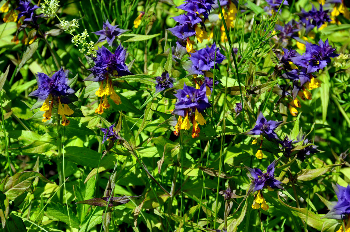 Image of Melampyrum nemorosum specimen.