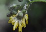 Pilosella × floribunda. Соцветия (вид со стороны обертки). Приморский край, Уссурийский гор. округ, окр. с. Монакино, широколиственное редколесье. 25.07.2018.