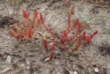 Rumex bucephalophorus. Плодоносящие растения. Греция, Эгейское море, север о-ва Парос, национальный парк Св. Яниса Детис Колимбифрес; высокий берег моря, обочина туристической тропы. 11.04.2018.