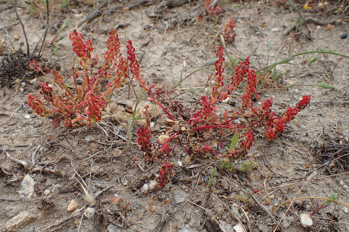 Изображение особи Rumex bucephalophorus.