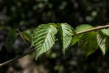 genus Rubus. Доли листа. Израиль, Голанские высоты, мошав Одем, в культуре. 06.07.2018.