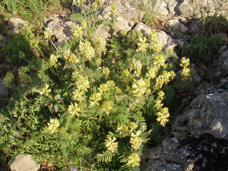 Image of Oxytropis pilosa specimen.