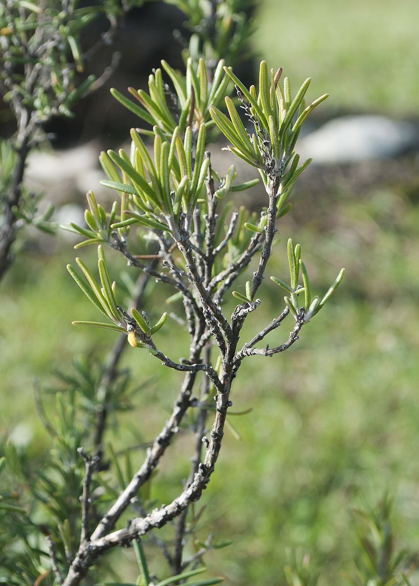 Image of Rosmarinus officinalis specimen.