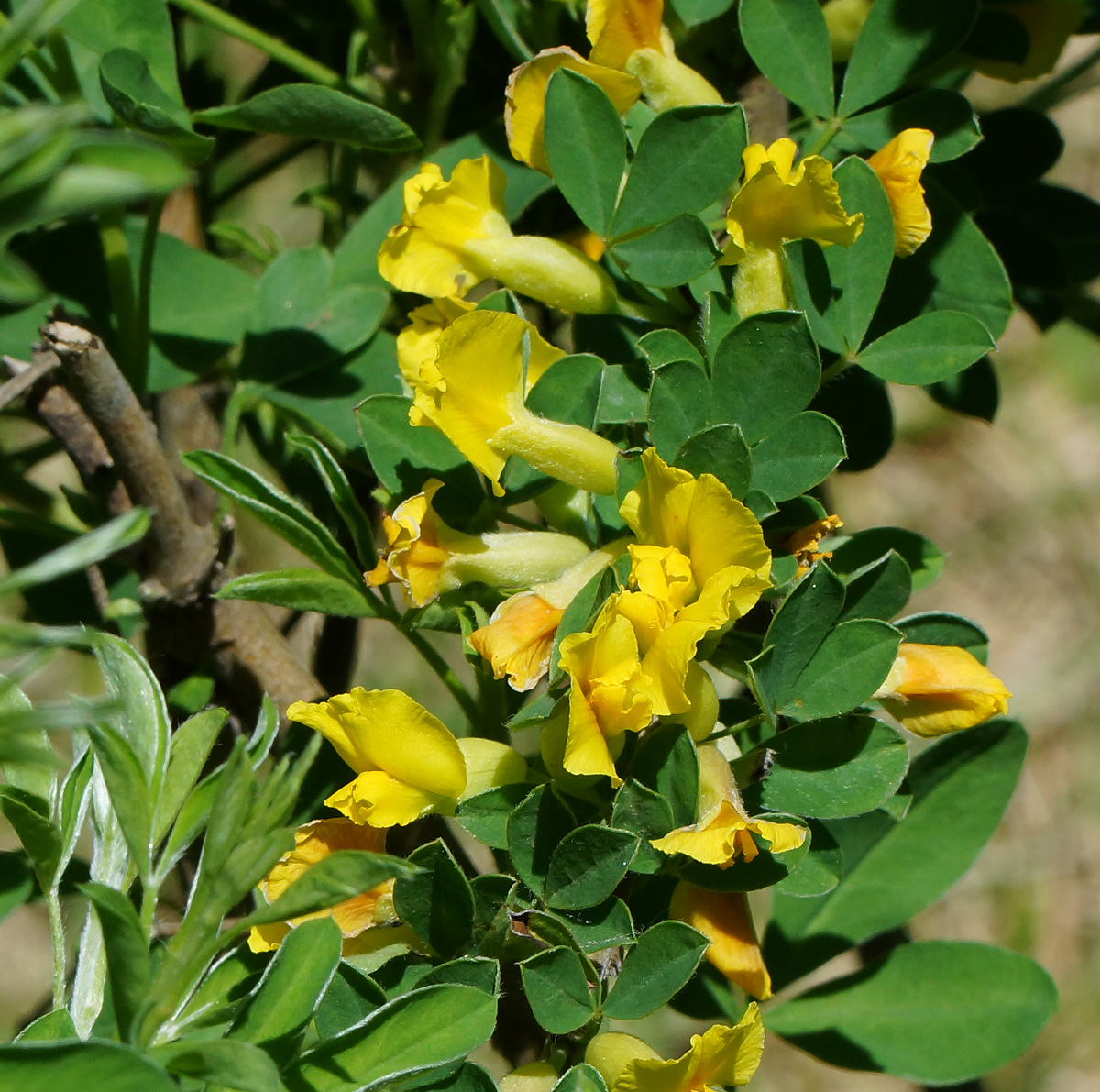 Изображение особи Chamaecytisus ruthenicus.