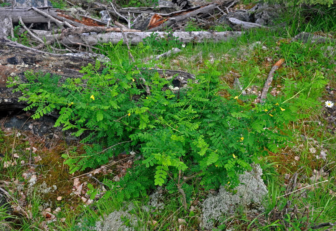 Изображение особи Caragana arborescens.