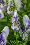 Aconitum &times; stoerkianum