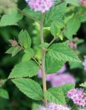 Spiraea japonica. Фрагмент побега (сорт 'Little Princess'). Кировская обл., г. Киров, Ботанический сад Вятского государственного университета, в культуре. 07.07.2018.