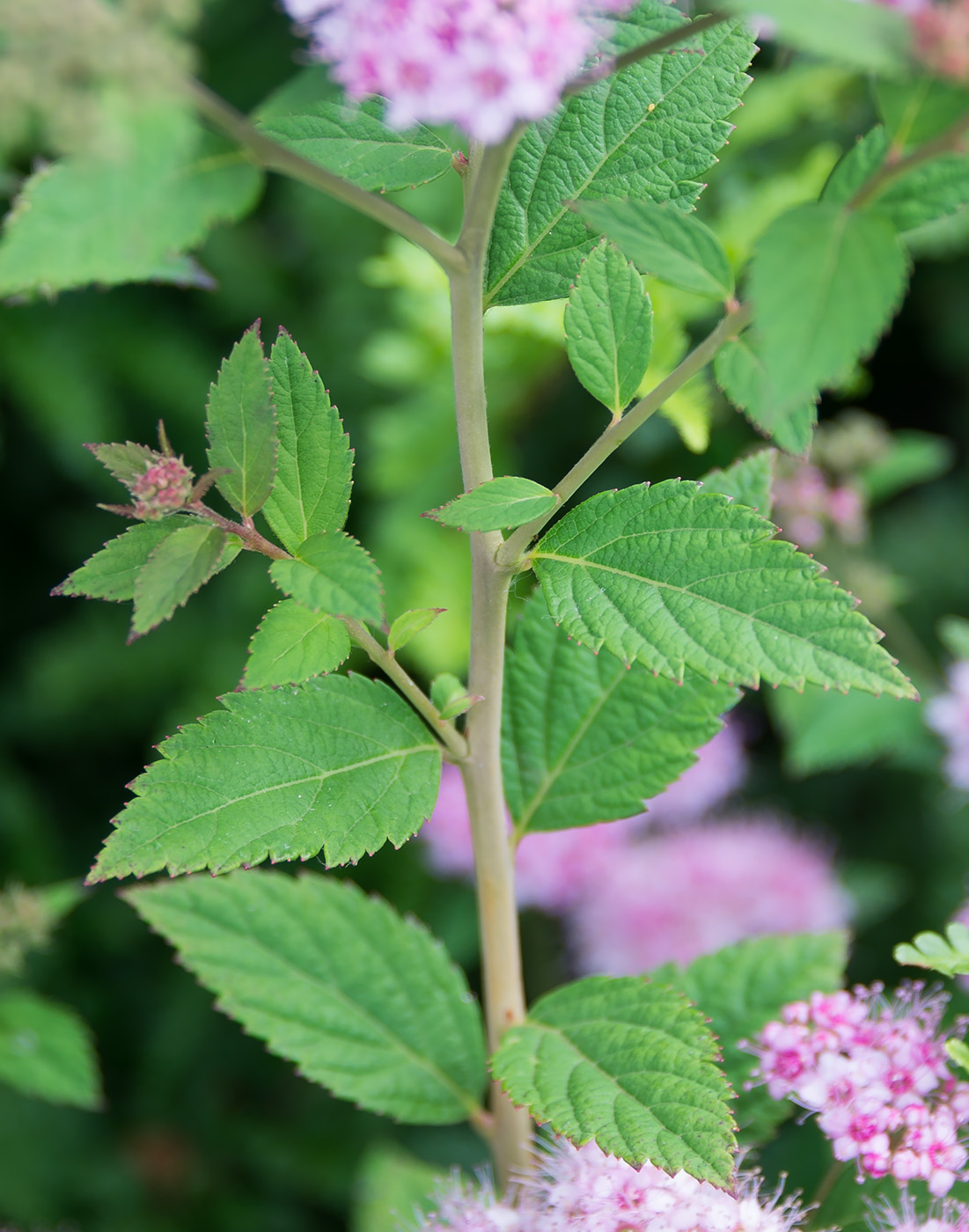 Image of Spiraea japonica specimen.