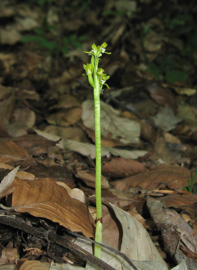 Изображение особи Corallorhiza trifida.