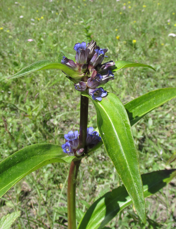 Изображение особи Gentiana macrophylla.