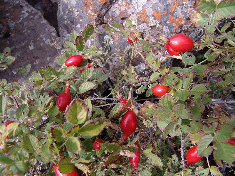 Image of Rosa pulverulenta specimen.