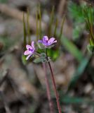 Erodium cicutarium. Соцветие. Московская обл., гор. округ Озёры, окр. с. Клишино, окраина скошенного поля. 15.09.2019.