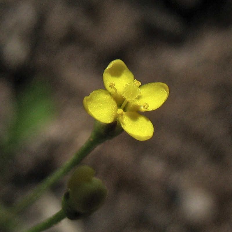 Image of Cicendia filiformis specimen.