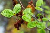 Duschekia fruticosa. Верхушка побега с соплодиями. Среднесибирское плоскогорье, плато Путорана, дол. р. Курейка, берег реки, лиственничный лес с ольховым подлеском. 19.06.2017.