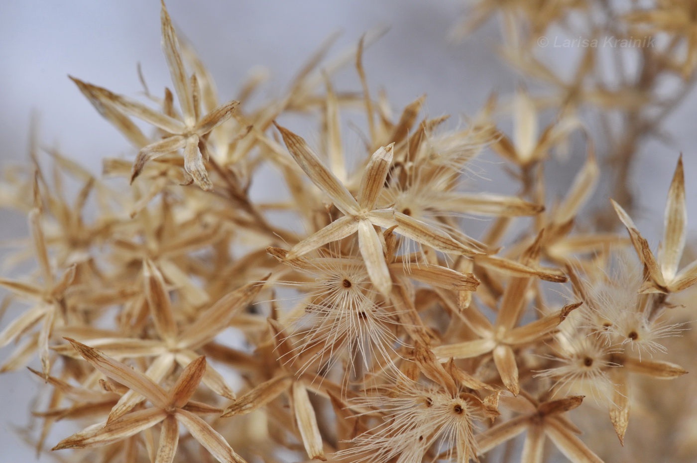 Изображение особи семейство Asteraceae.