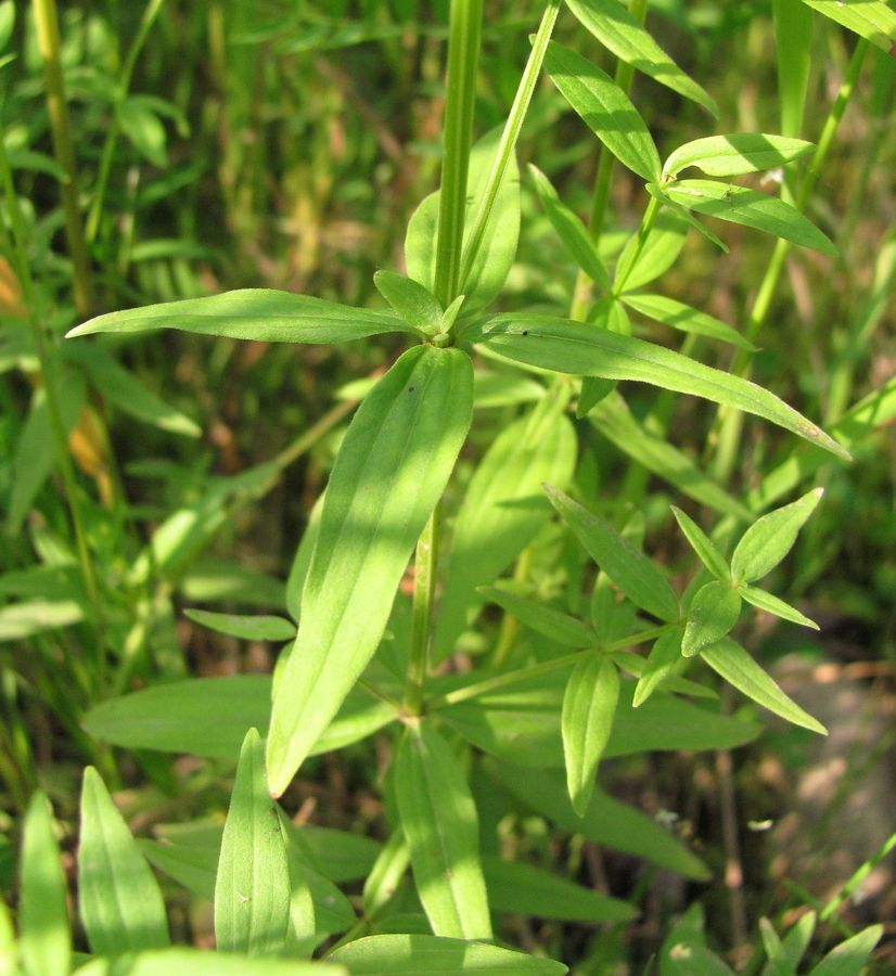 Изображение особи Galium physocarpum.