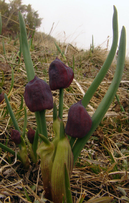 Image of Allium atrosanguineum specimen.