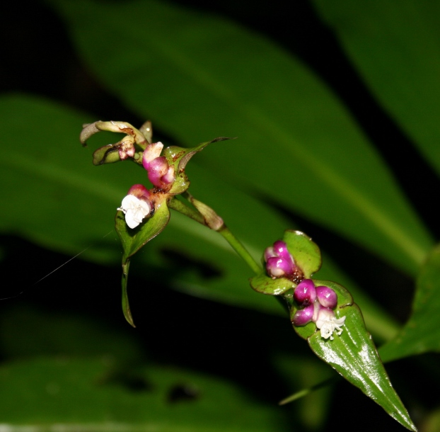 Image of Tradescantia zanonia specimen.