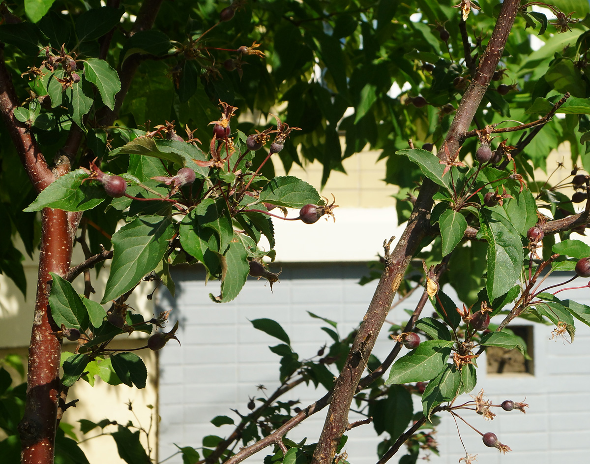 Image of genus Malus specimen.