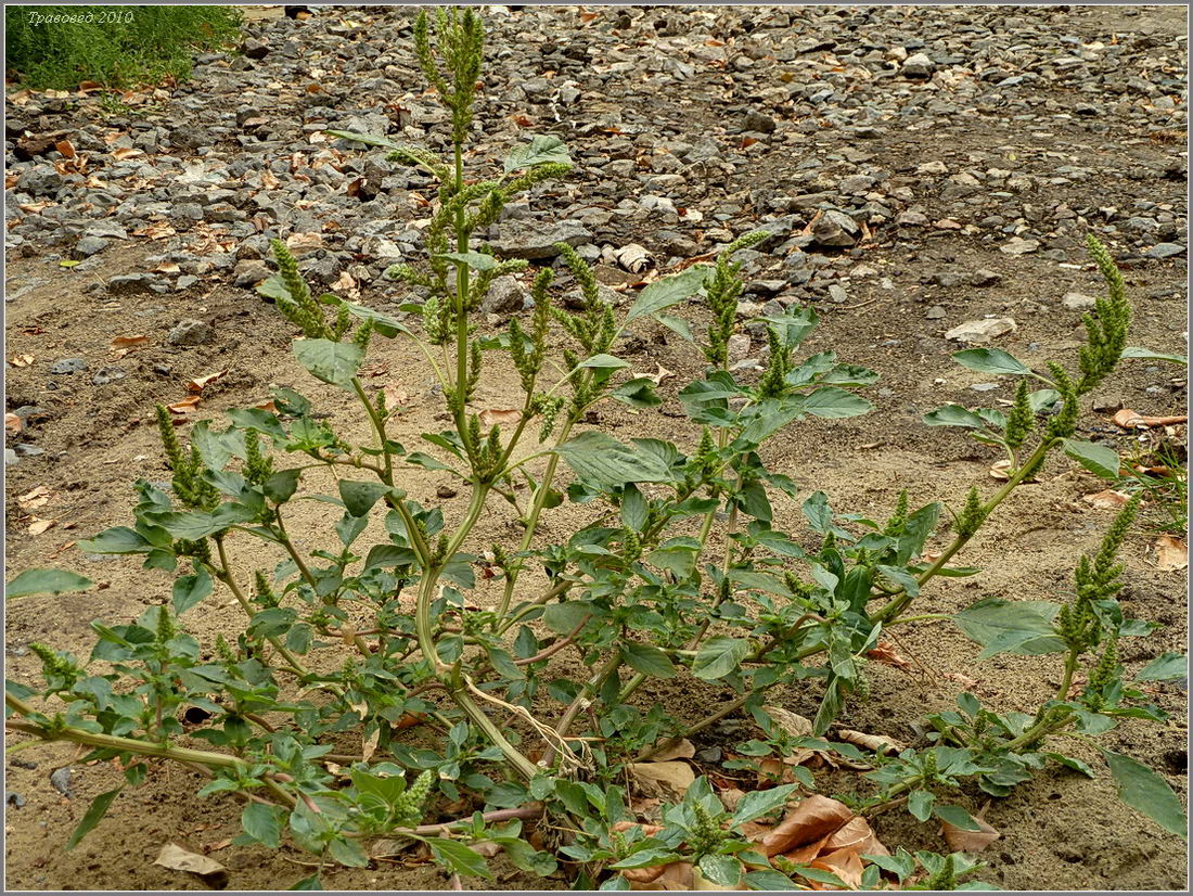 Изображение особи Amaranthus retroflexus.