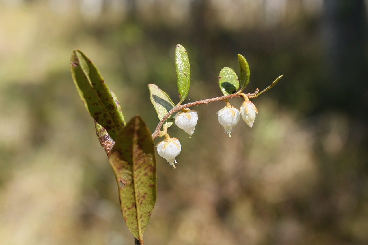 Изображение особи Chamaedaphne calyculata.