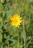 Tragopogon orientalis