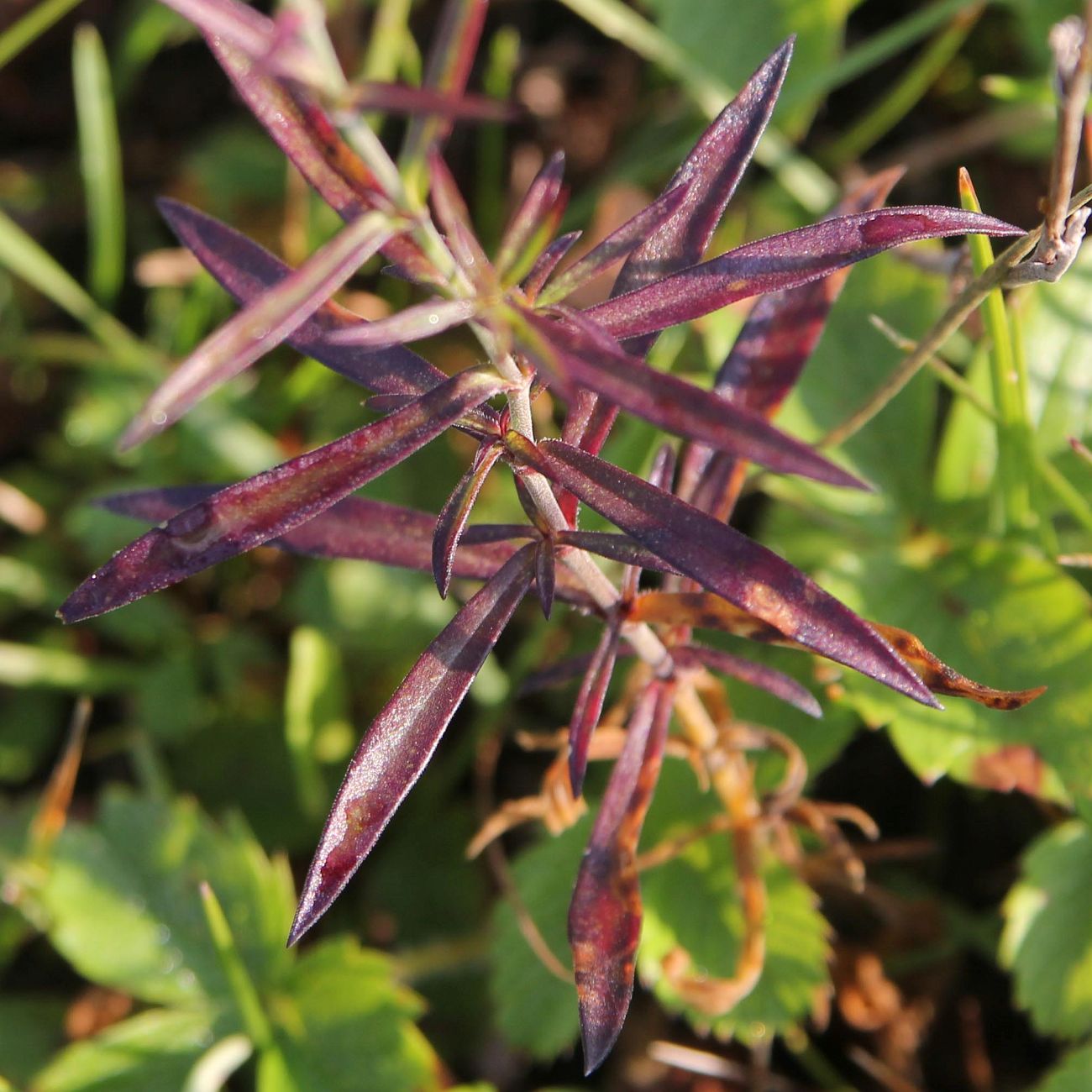 Image of Silene amoena specimen.