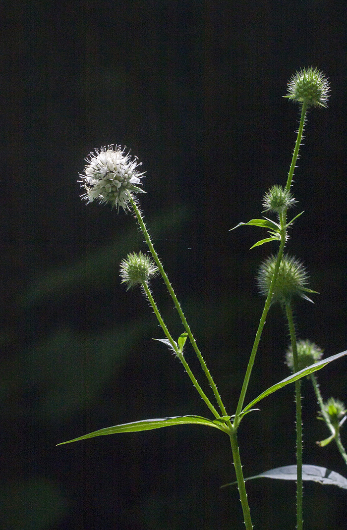 Image of Dipsacus pilosus specimen.