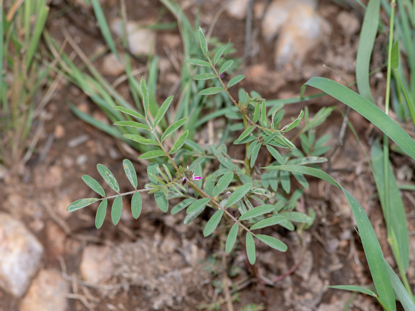 Image of Tephrosia purpurea specimen.