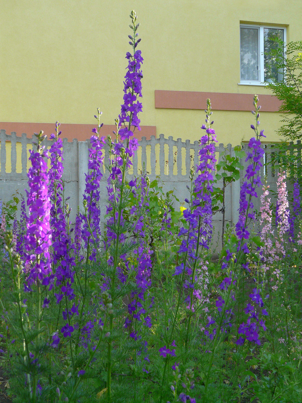 Image of Delphinium ajacis specimen.