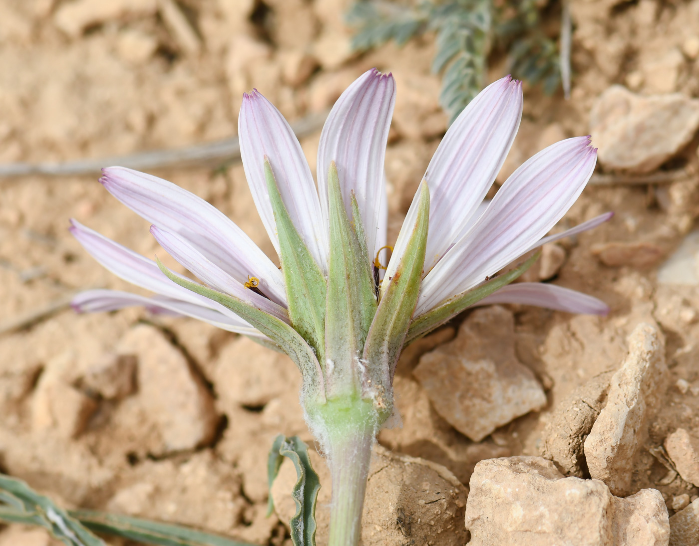 Изображение особи Tragopogon collinus.