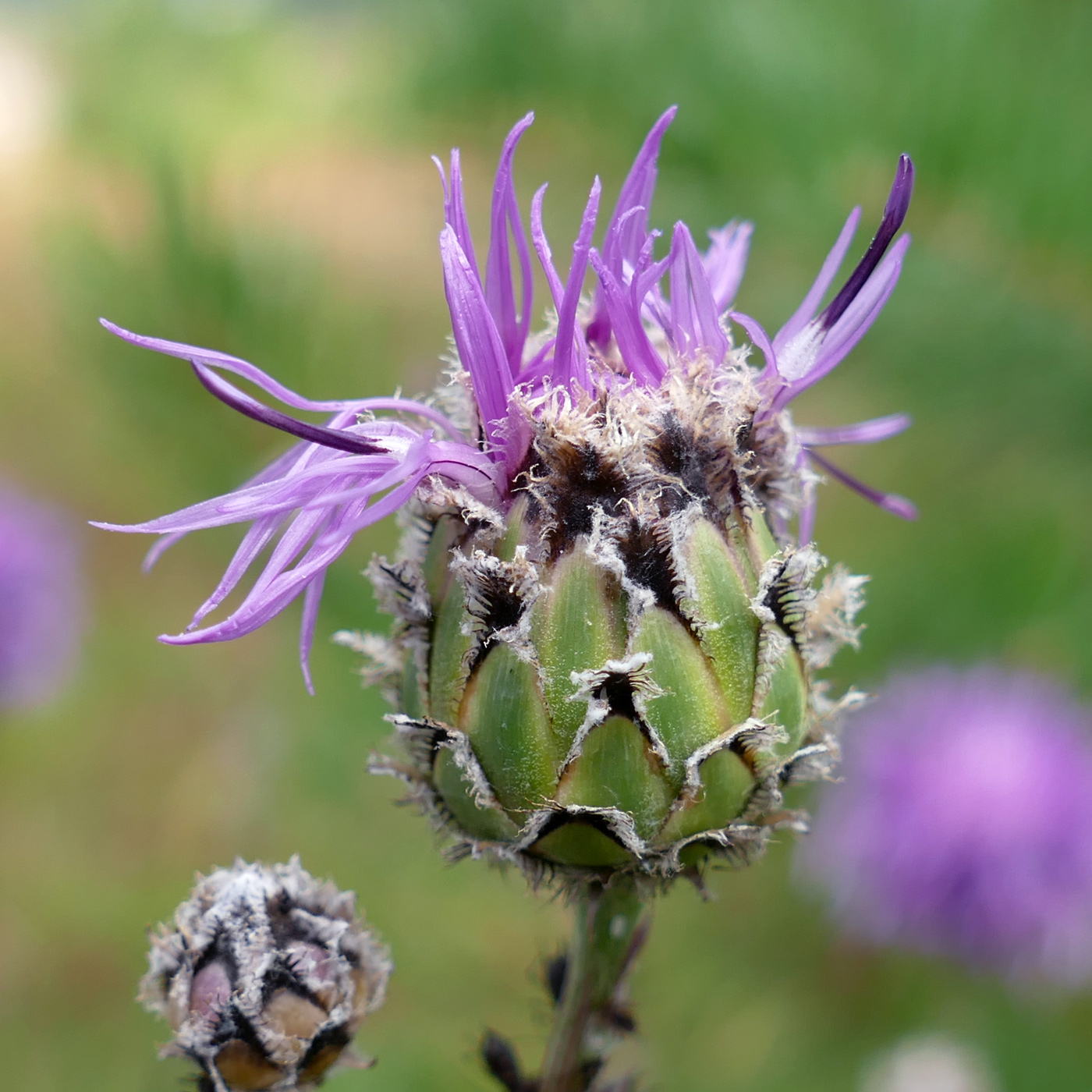 Изображение особи Centaurea scabiosa.