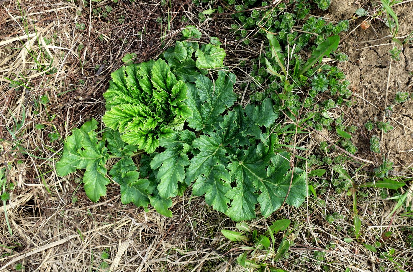 Image of Heracleum sosnowskyi specimen.