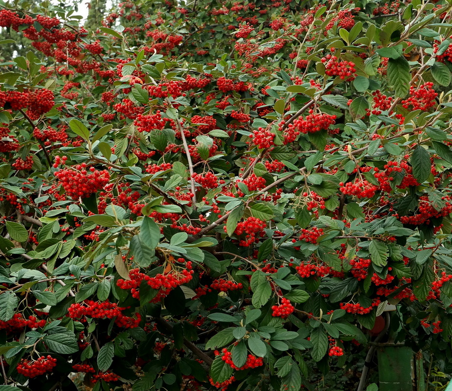 Image of genus Cotoneaster specimen.