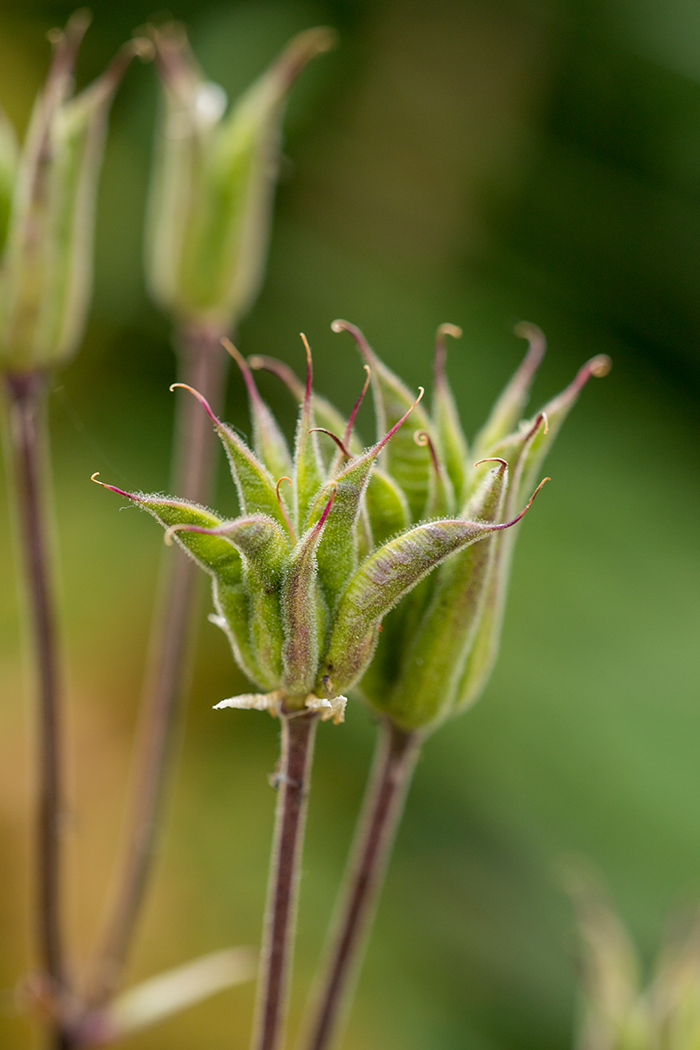 Image of Aquilegia olympica specimen.