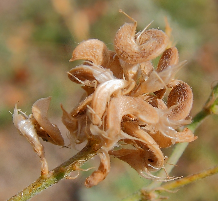 Image of Medicago &times; varia specimen.