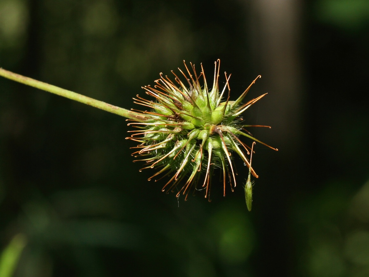 Изображение особи Geum urbanum.