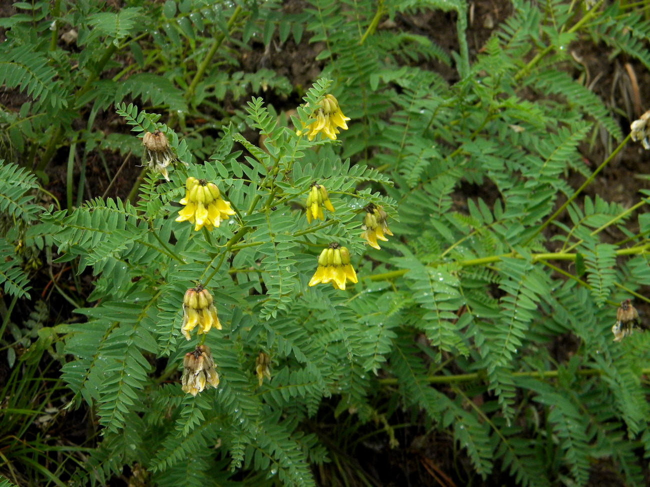 Image of Astragalus propinquus specimen.