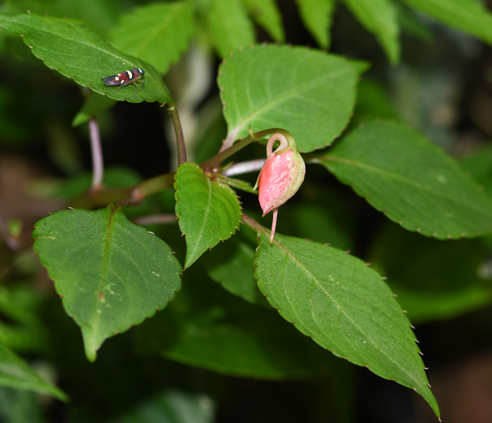 Изображение особи Impatiens walleriana.