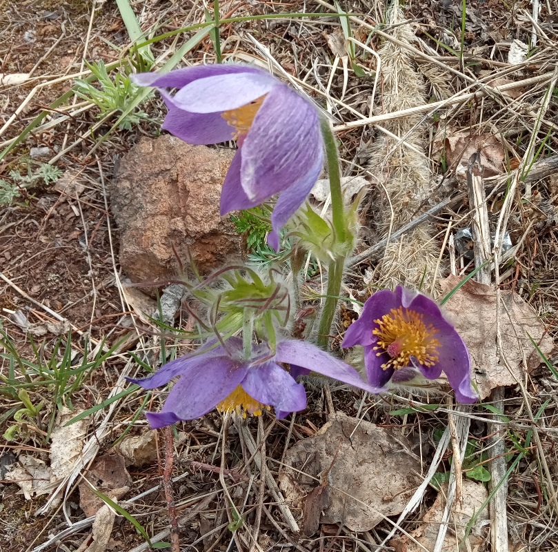 Изображение особи род Pulsatilla.