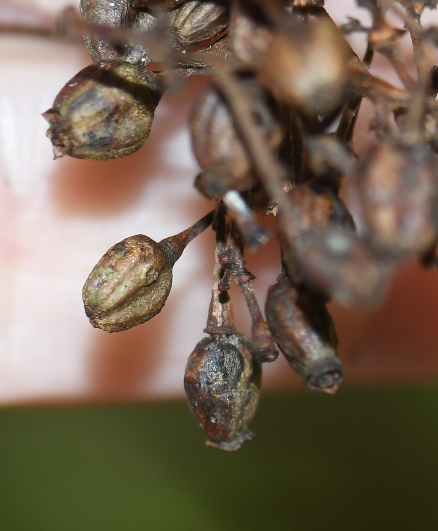 Image of Palicourea macrobotrys specimen.