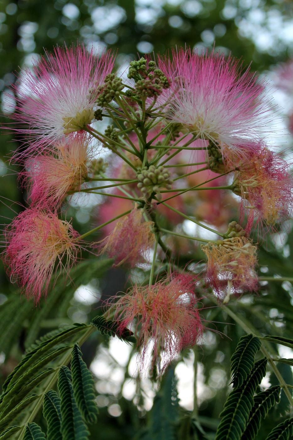 Image of Albizia julibrissin specimen.