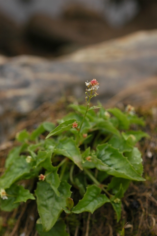 Изображение особи Circaea alpina.